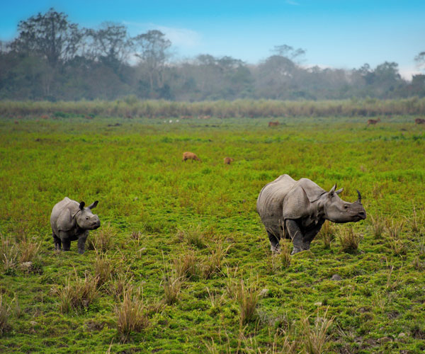 6 Night 7 Days in Assam And Meghalaya